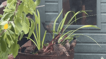 An animated gif from a video of starlings bathing in a half barrel pond, lots of flying in and out.