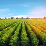 agriculture