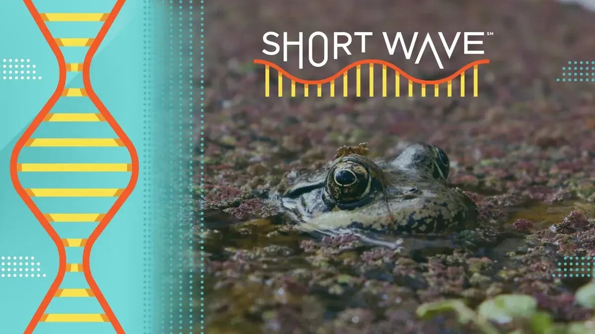 California’s Endangered Red-Legged Frog