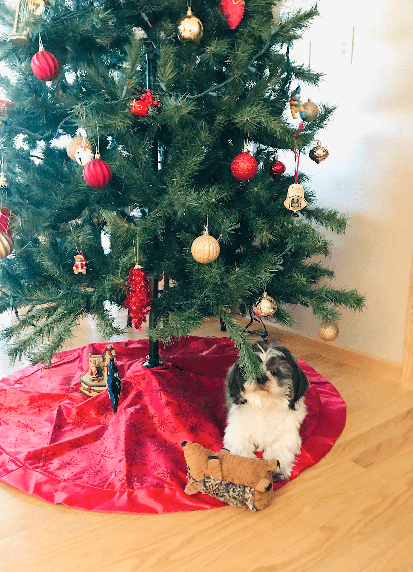 a shih tzu sitting under a christmas tree. his nose is touching one of the lower branches. he is very cute.