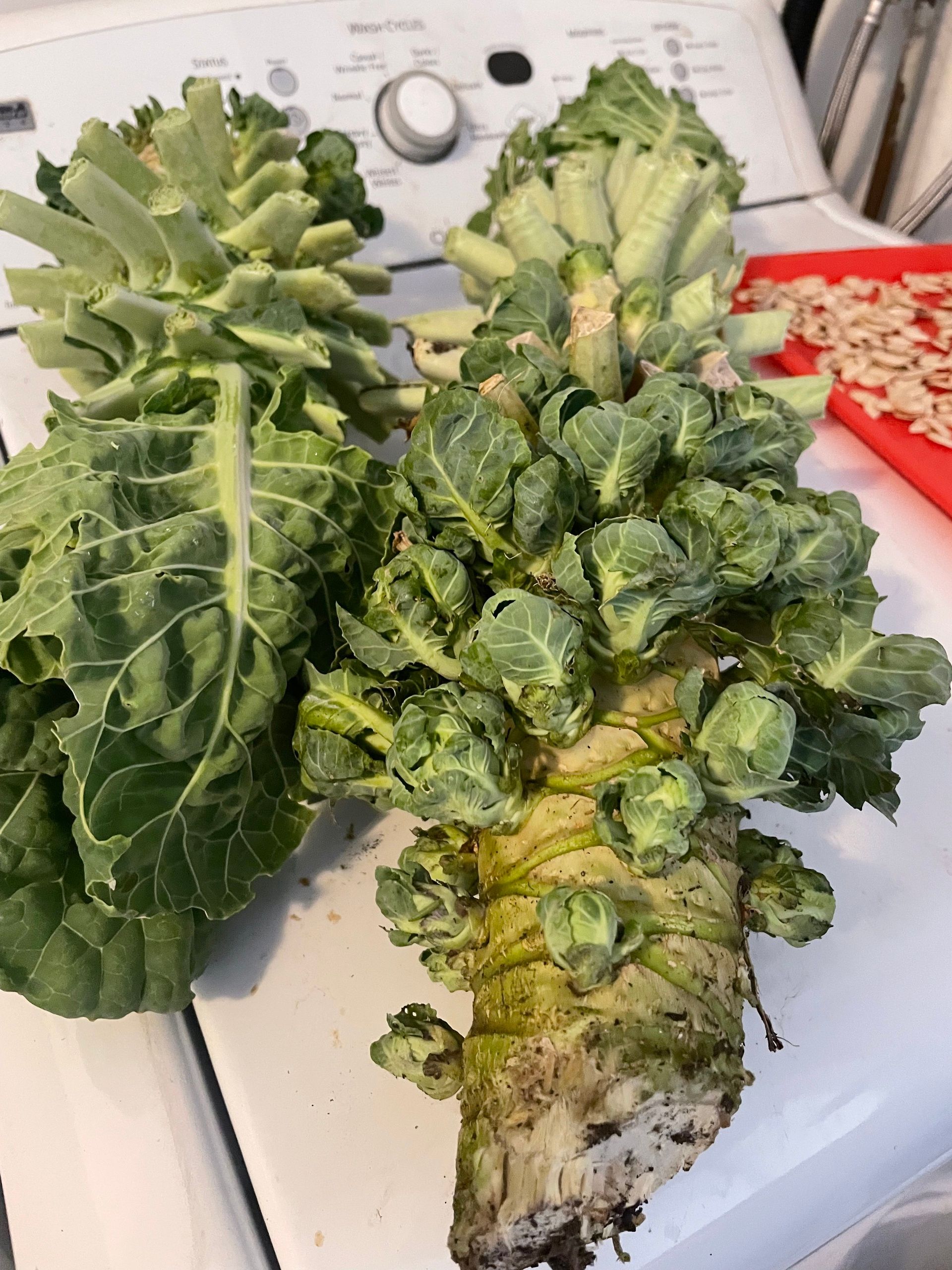 Brussels on the stock in my mud room