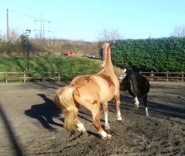 JMC-Equestrian-clipping7-600x505