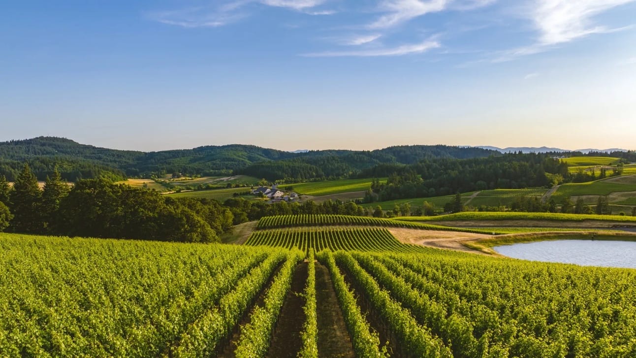 Vineyard in Oregon