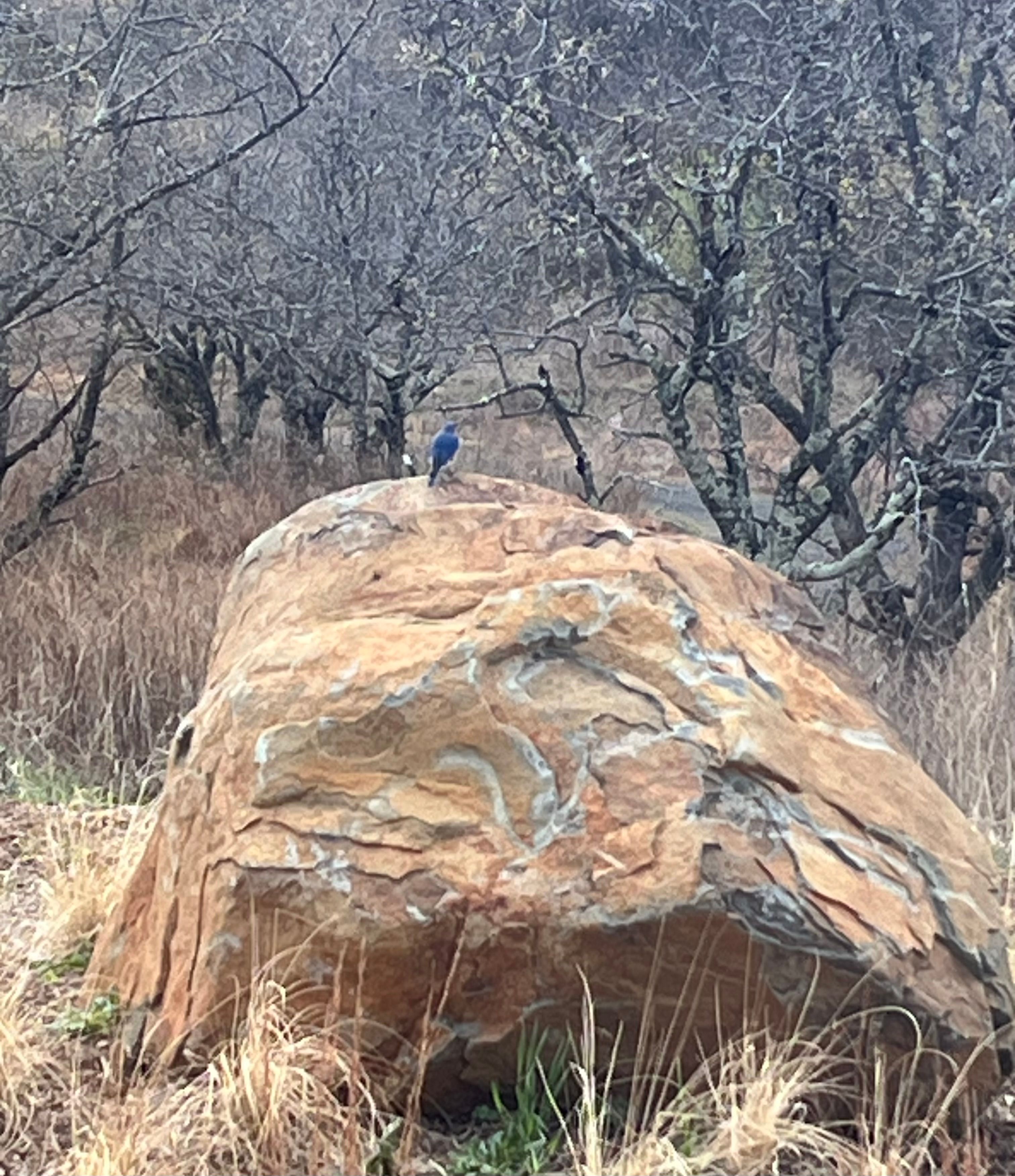 large brown and white boulder with tiny bluebird sitting on top, its back to camera. Brush and orchard cherries in the background