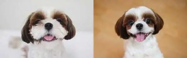 600x188xpet-plastic-surgery2-600x188_jpg_pagespeed_ic_porJT25okZ