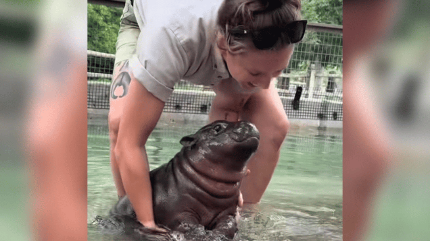 Close up of a woman as she bends over, grabbing onto a baby hippo in shallow water. The baby hippo fights back, looking up at the woman in the process