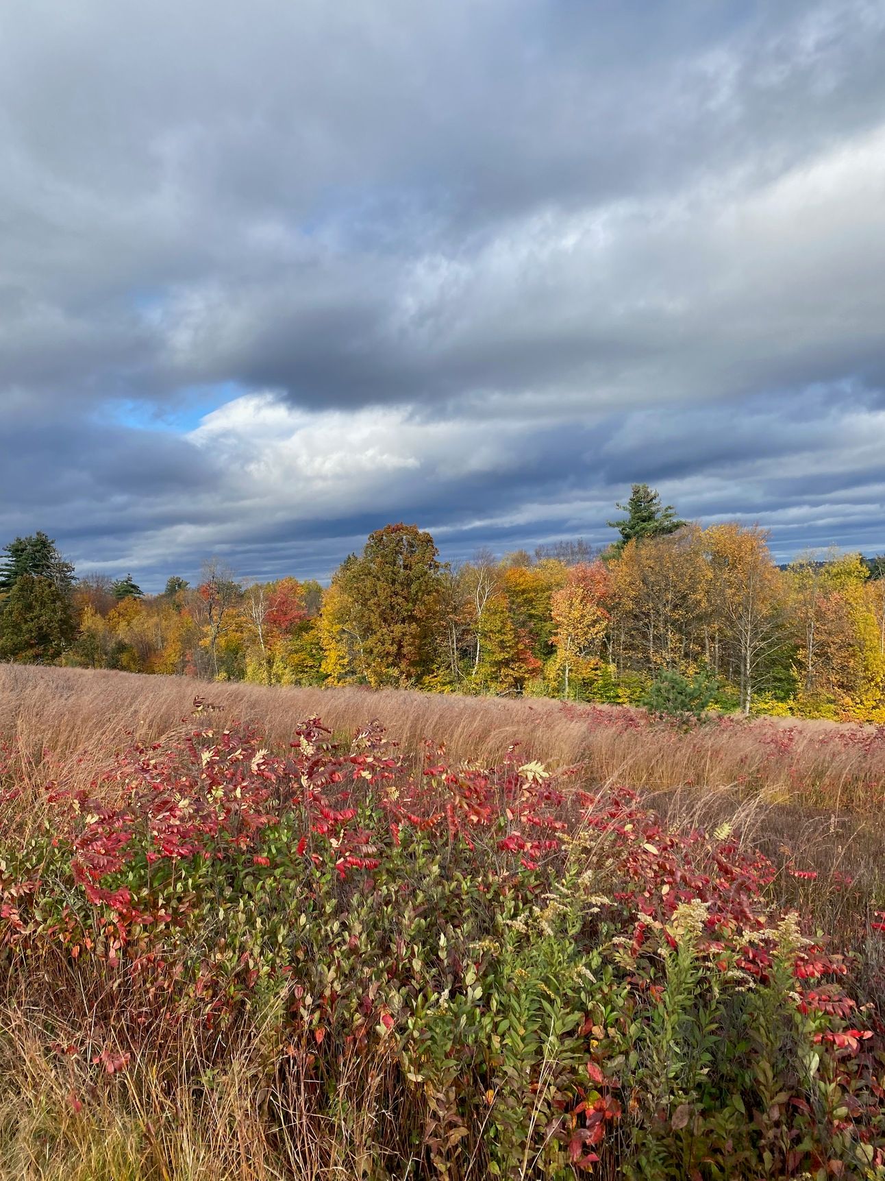 View of a windswept field of red and brown leaves and grasses. The line of red and gold trees on the horizon is lit up by the sun. The clouds are dark and dramatic.