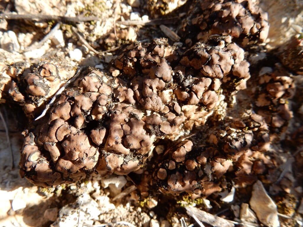 Clavascidium lacinulatum, or brown stipplescale lichen, is a common sight in the Mojave Desert.