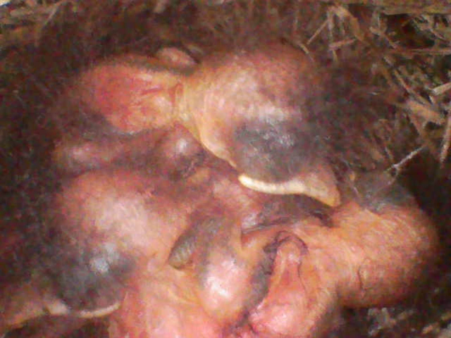 close up of hatchlings piled together in a nest, eyes still shut, featherless