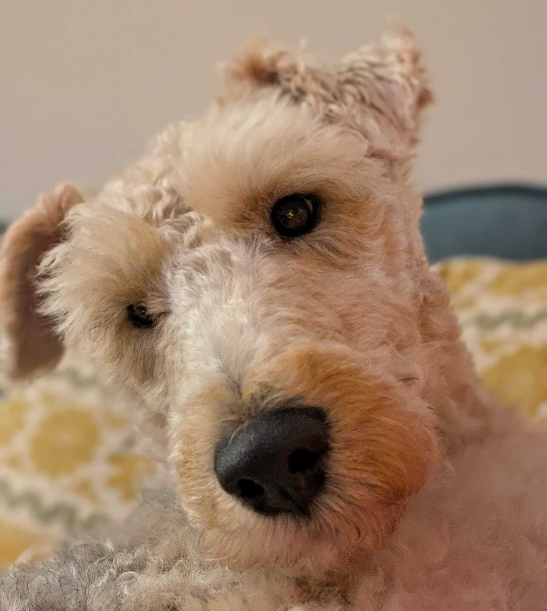 A fox terrier head.