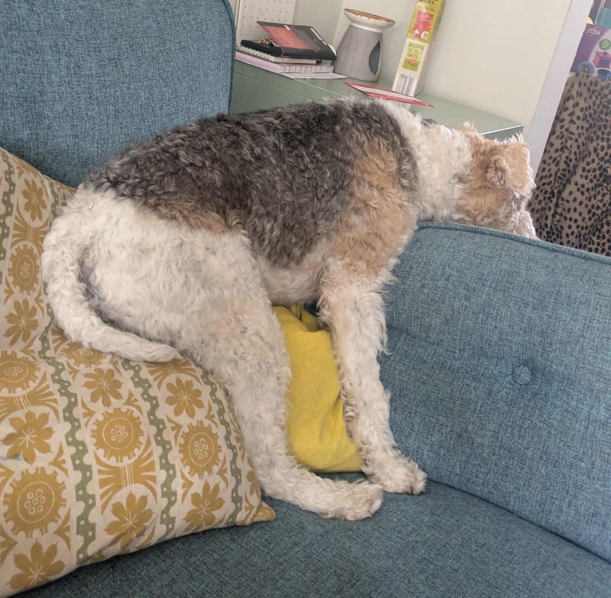 A fox terrier sitting weirdly on a sofa.