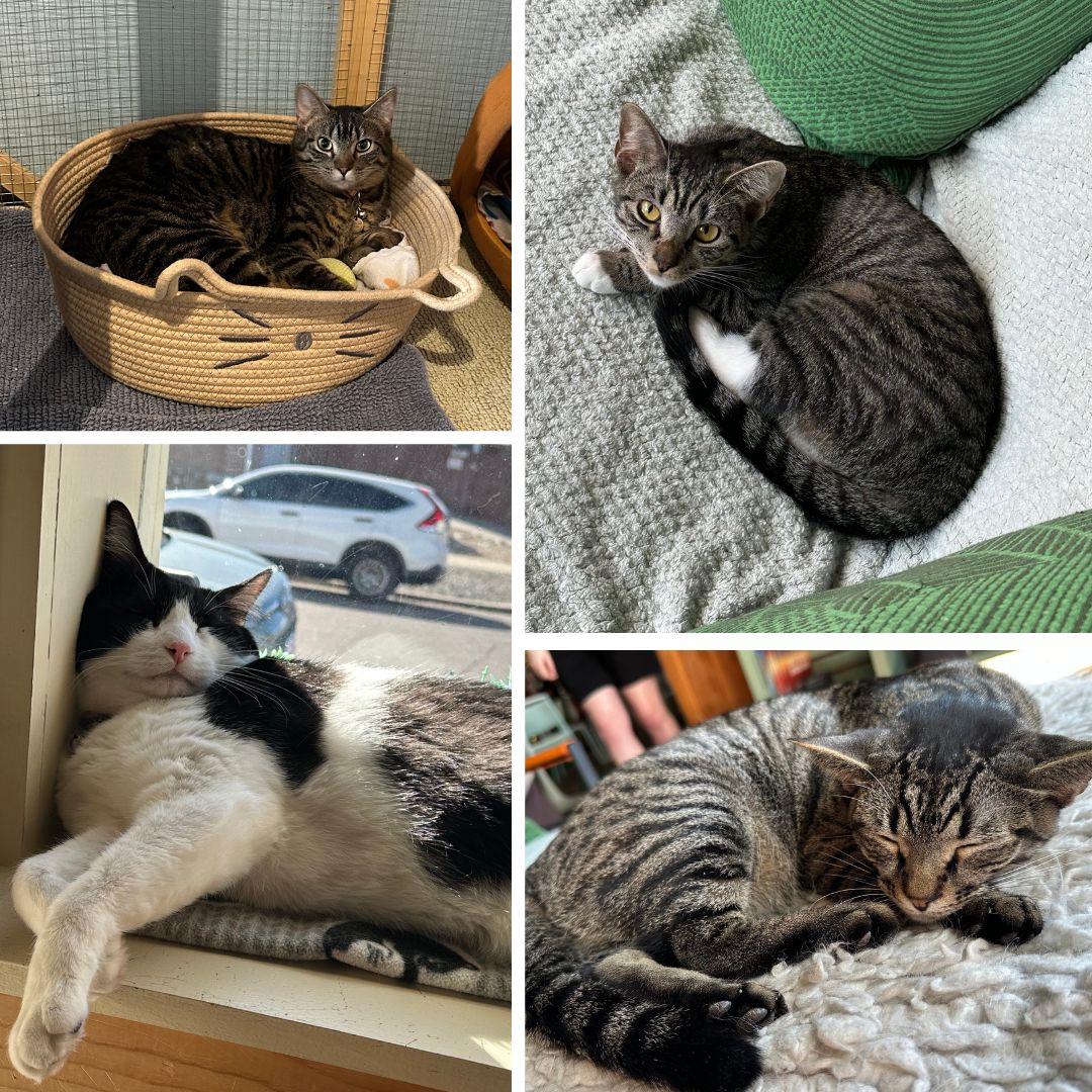 A photo collage of four cat images. In the top left is a striped black-and-brown cat lying awake inside a woven basket with a cat face on it. In the bottom-left corner is a black-and-white cat leaning against a sunny window, snoozing. In the bottom right, a gray-and-black cat is curled up on a comfy white blanket, sleeping. In the top right is a brown-and-black striped cat with bright green eyes, resting on a couch and looking at the camera. 
