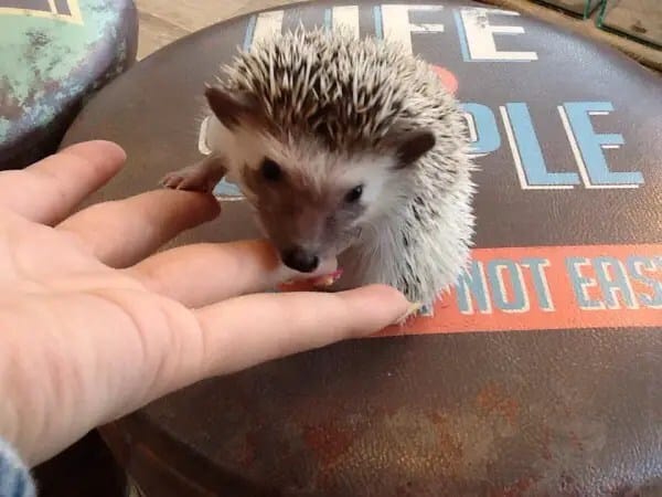 hedgehog-cafe2-600x450