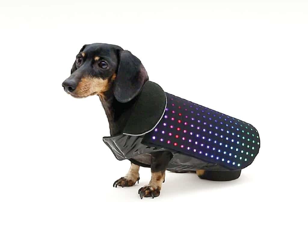 Disco Dog connected dog coat