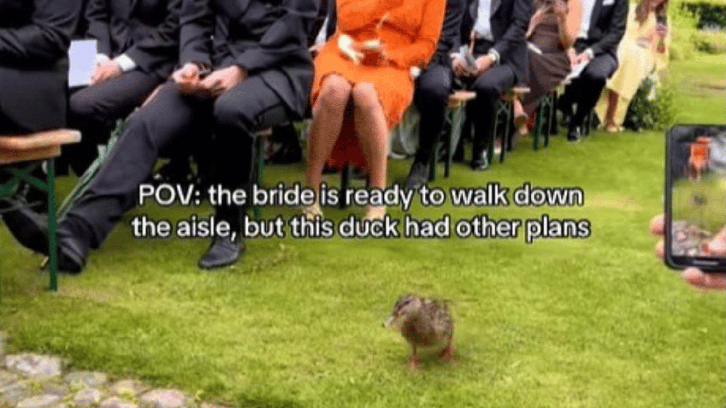 When the bride was about to walk the aisle, a duck waddled in and stole the show.