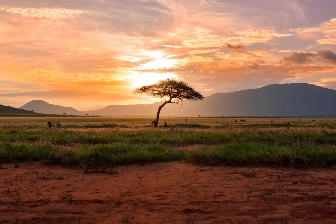 Sunset tree in Kenya Safari, Africa
