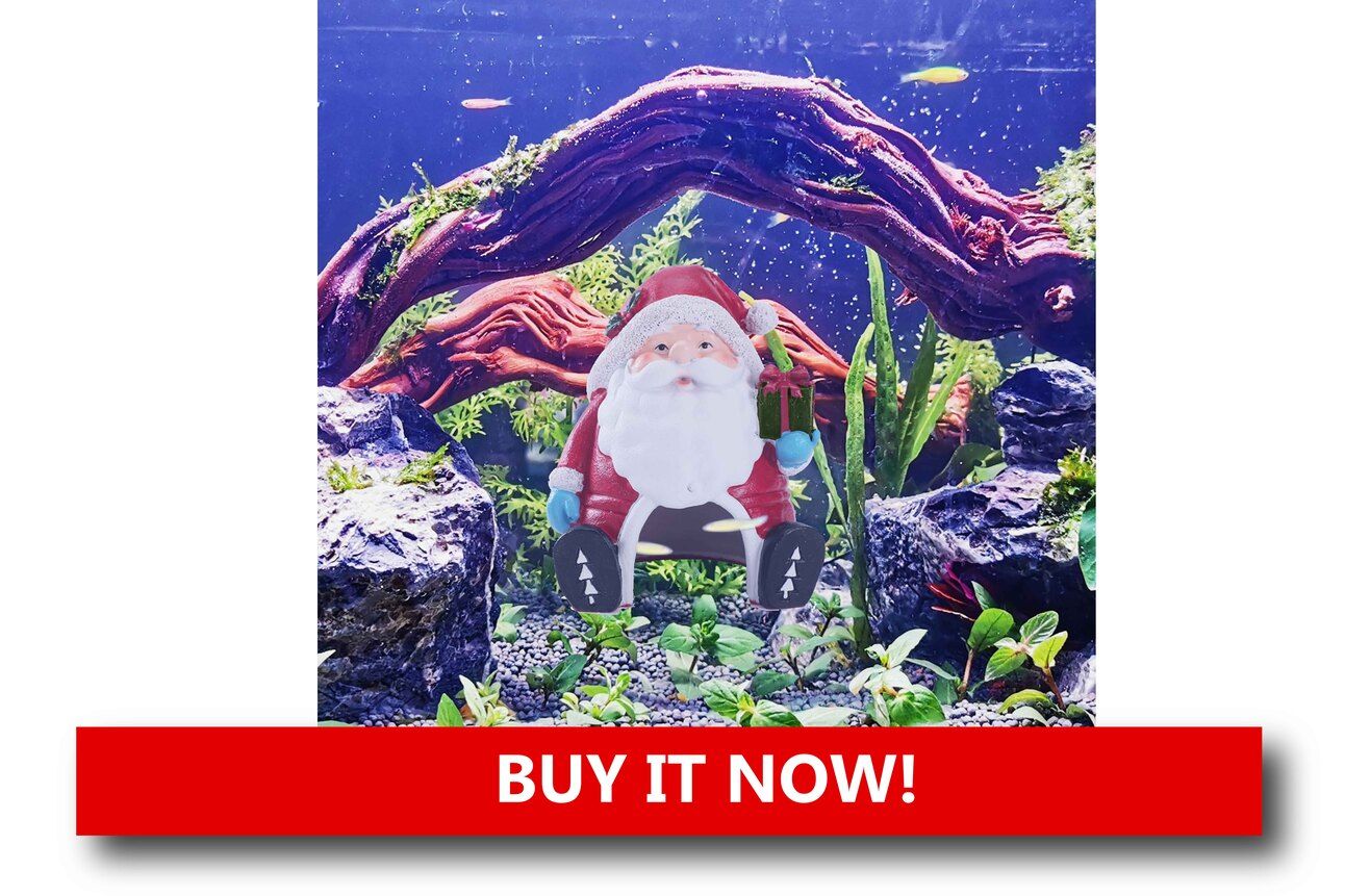 Holiday-Themed Betta Huts Alt text: A peppermint-striped resin hut with a smooth opening placed in a betta tank, with a betta fish swimming nearby ready to explore.