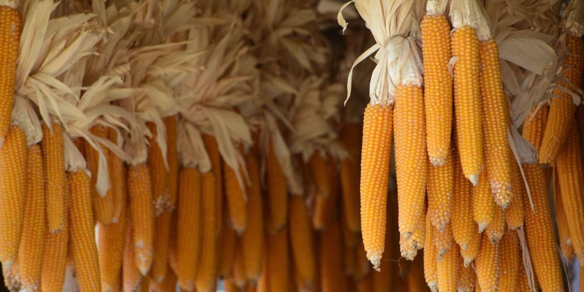 drying corn on the cobs