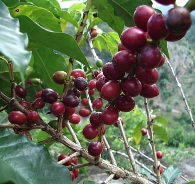 coffee_berries