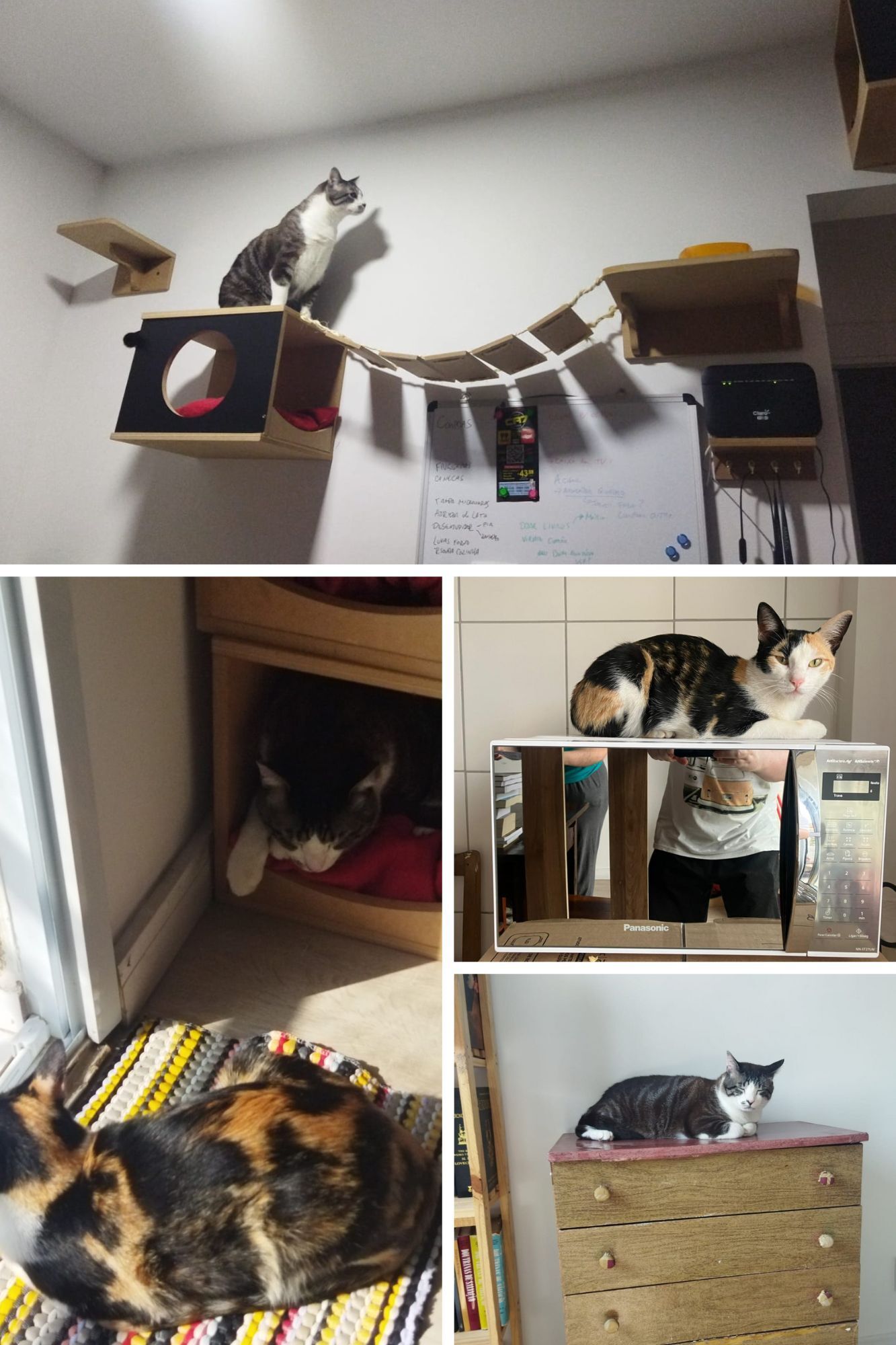 Montagem com quatro fotos, mostrando: 1- uma parede da minha casa com gatificação nas paredes, e meu gato pierre sobre um nicho na parede tentando descobrir como chegar num pote de ração do outro lado de uma ponte suspensa; 2- uma imagem de antes de pendurar a gatificação, com Pierre dormindo em um nicho e Trinity num tapete ao lado dele, 3- Trinity em cima de um microondas, 4- Pierre em cima de um gaveteiro