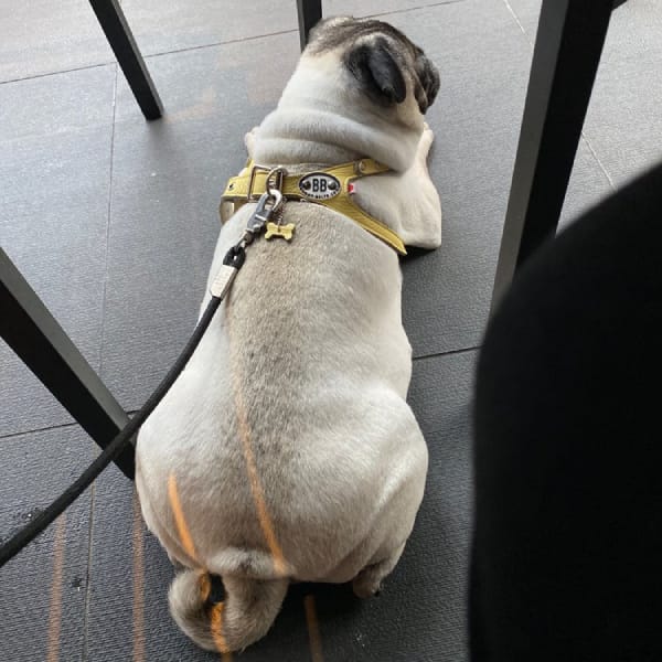 Dog Friendly Restaurant