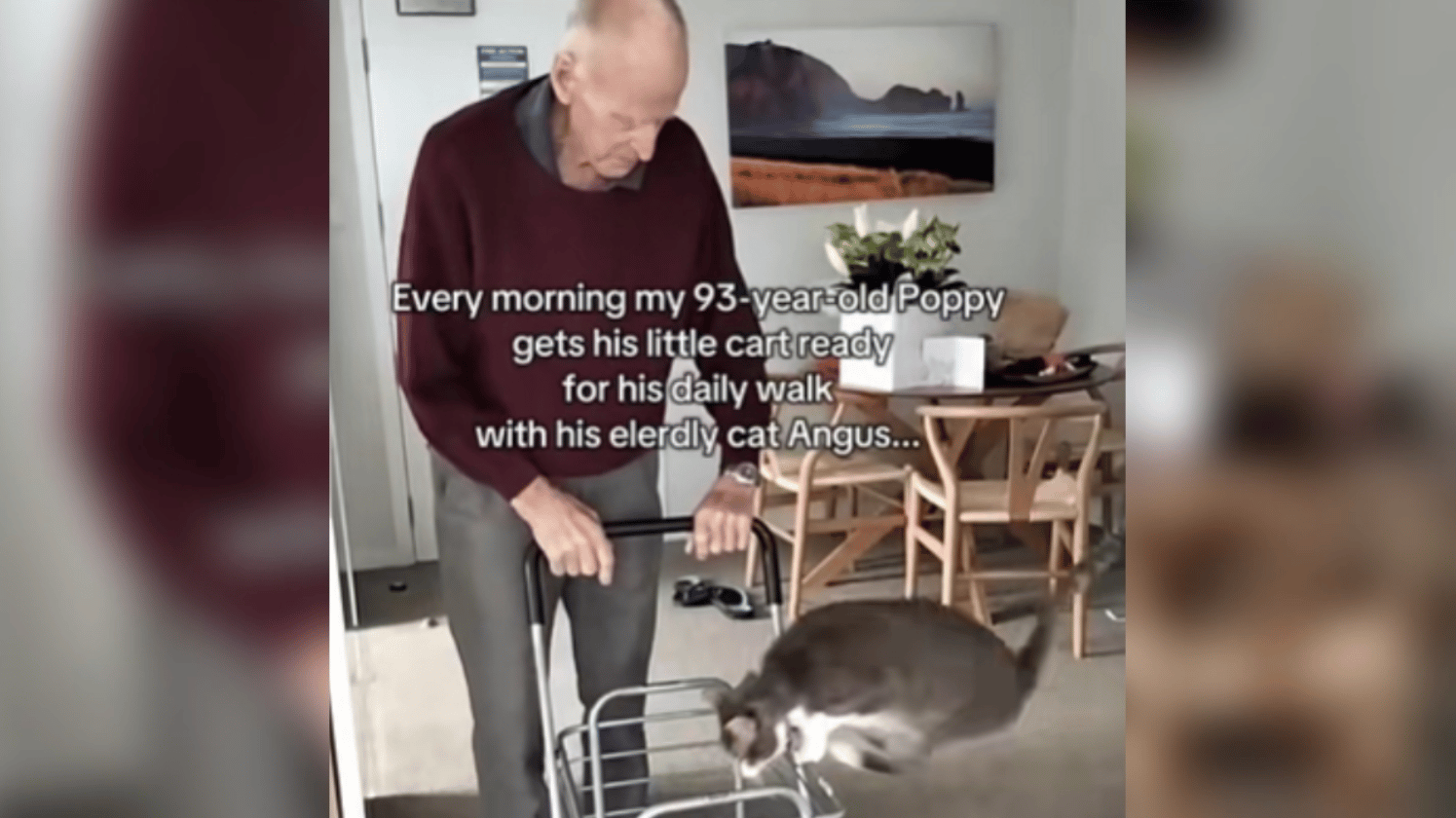 An elderly man stands and leans against a walker with a small basket in the front. A cat is mid-leap as he gets into the basket. Text on the image reads: Every morning my 93-year-old Poppy gets his little cart ready for his daily walk with his elderly cat Angus...
