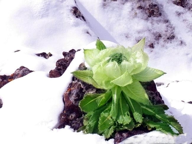 snow lotus health benefits