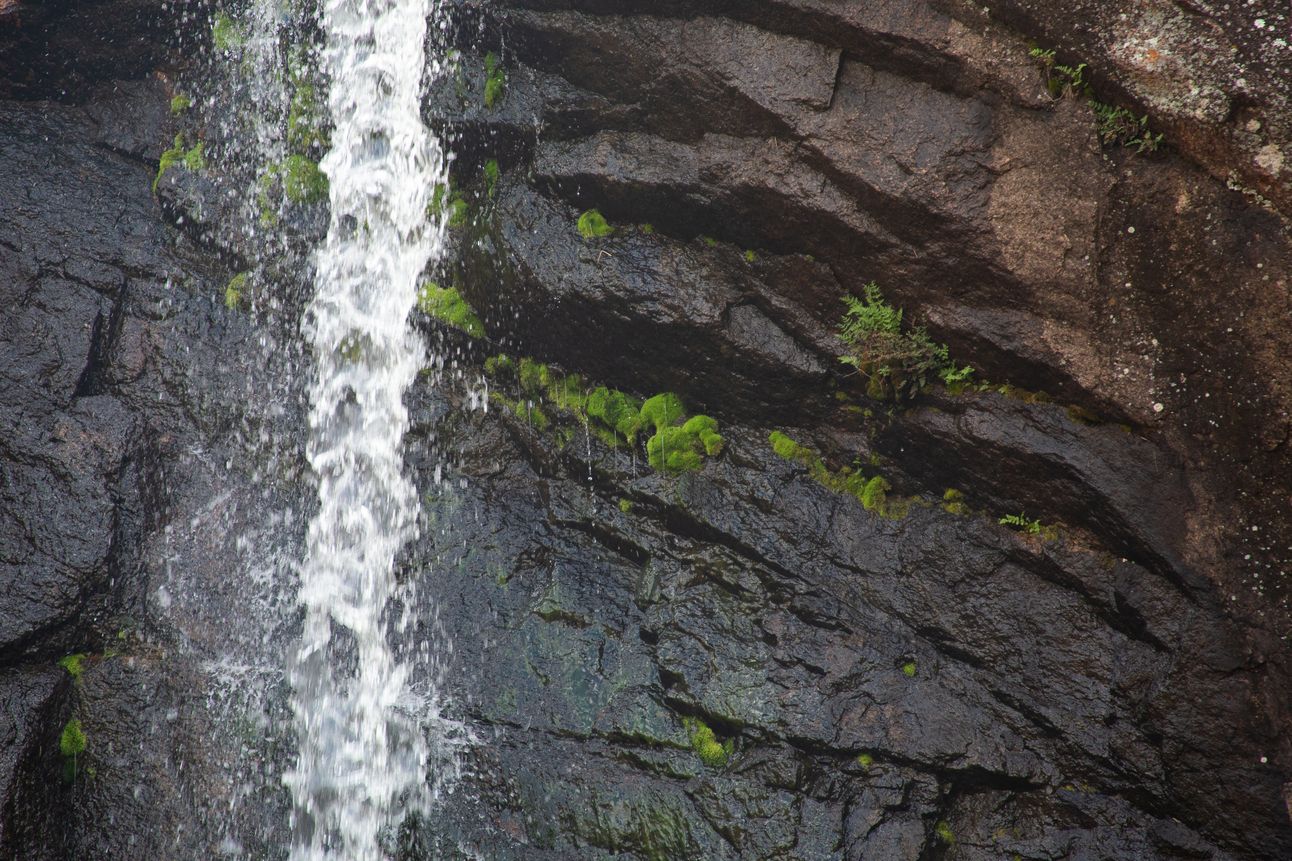 A stream of water rushes past wet rocks with green mosses and small ferns.