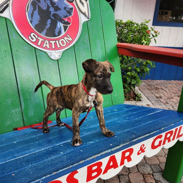 Dog Loving Neighborhood Bar