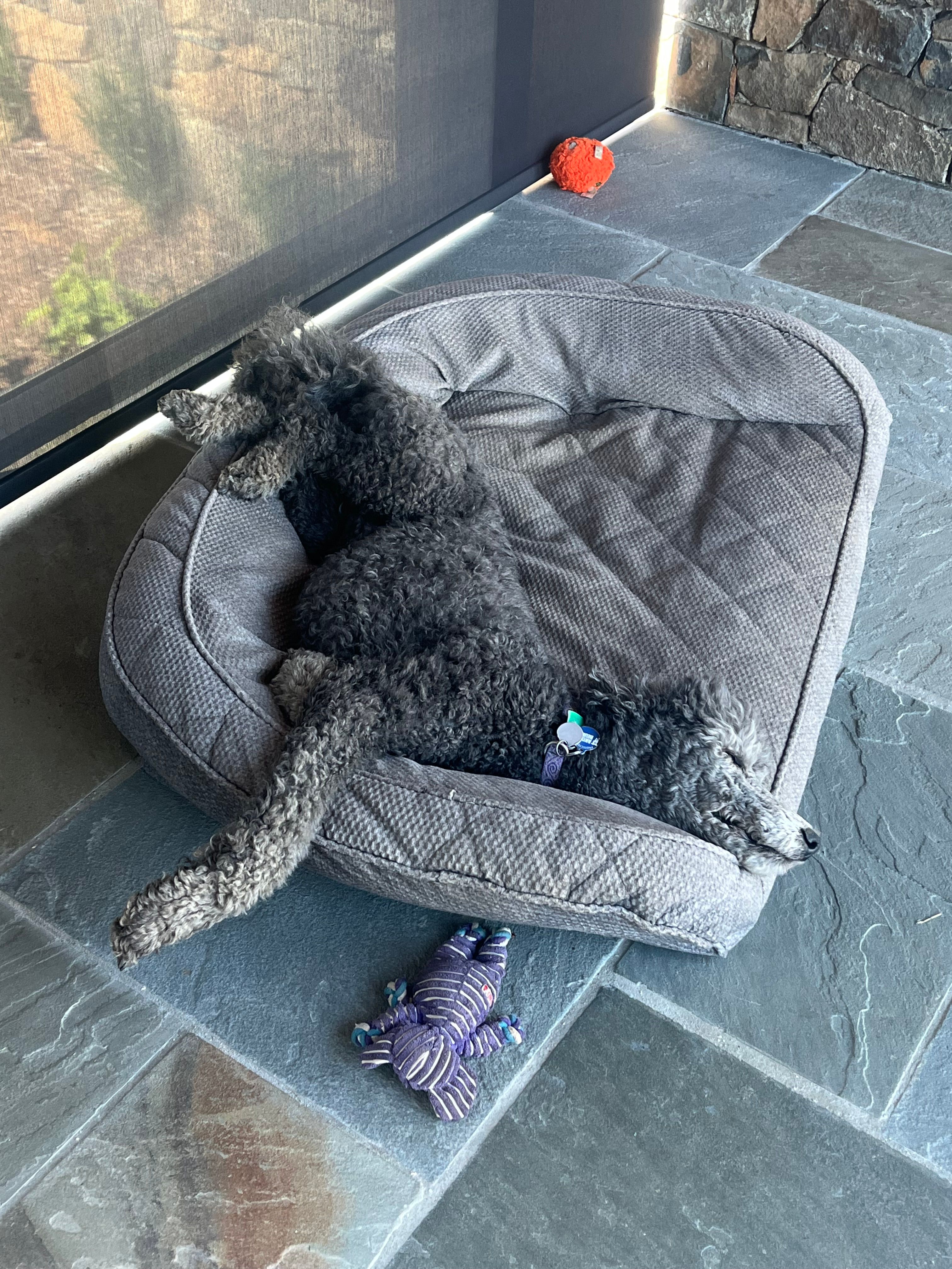 Poodle is lying on a big gray dog bed on a stone floor with her face against a bolster that goes around the edge of the bed, and her legs up behind her over the back of the bolster, and one leg hanging over the side. Typical crazy poodle position. Her toy elephant is in the foreground and in the background a fuzzy orange ball.