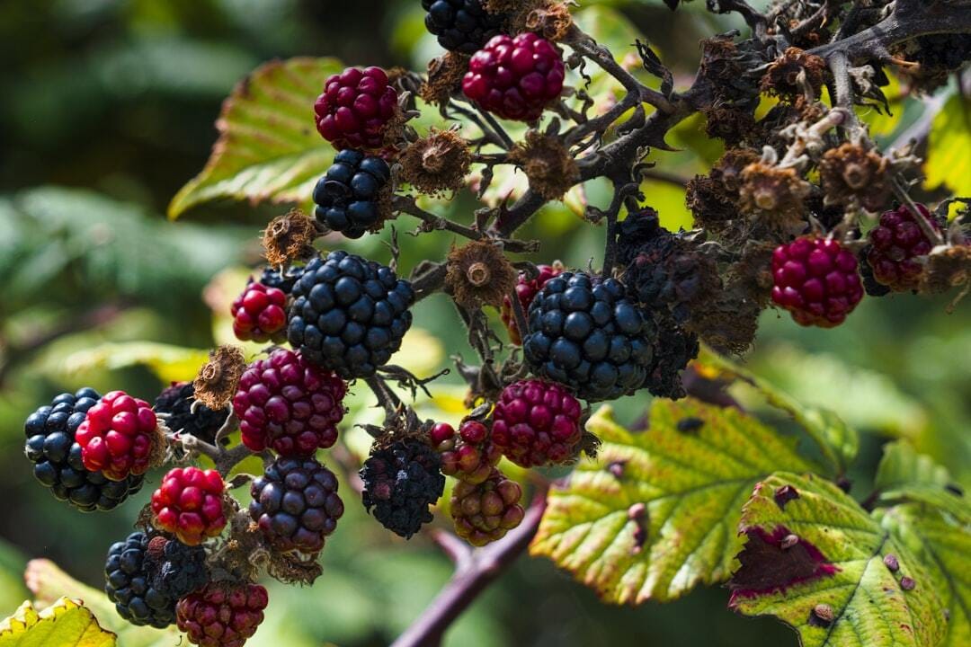 Ripe and Unripe Blackberries Growing on a Branch in the Wild - A close-up shot of a blackberry branch laden with ripe and unripe blackberries. The ripe berries are a deep, dark purple, while the unripe berries are a vibrant red. The branch is surrounded by green leaves, some of which show signs of damage.