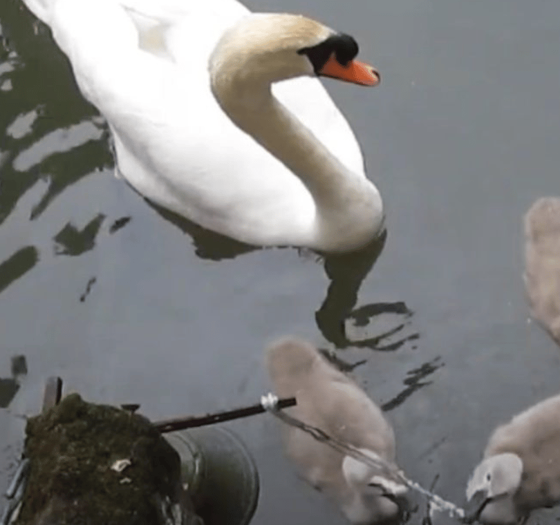 Image shows an adult swan teaching cygnets to ring the bell for treats at the Bishop's Palace.