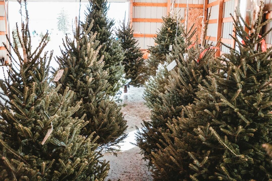 Christmas trees prepared for new homes.