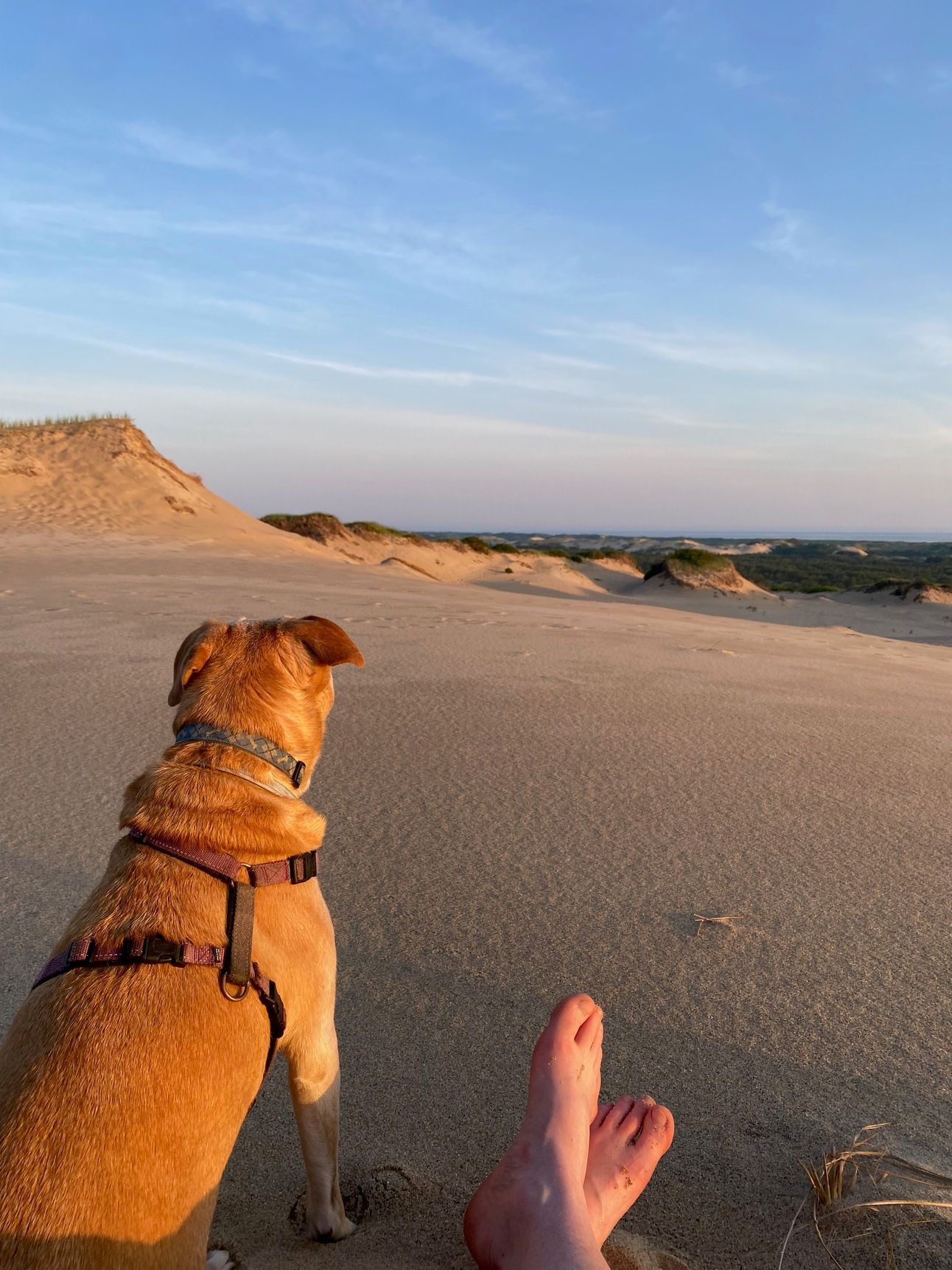 Nessa sitting looking out at the dunes next to my outstretched feet.