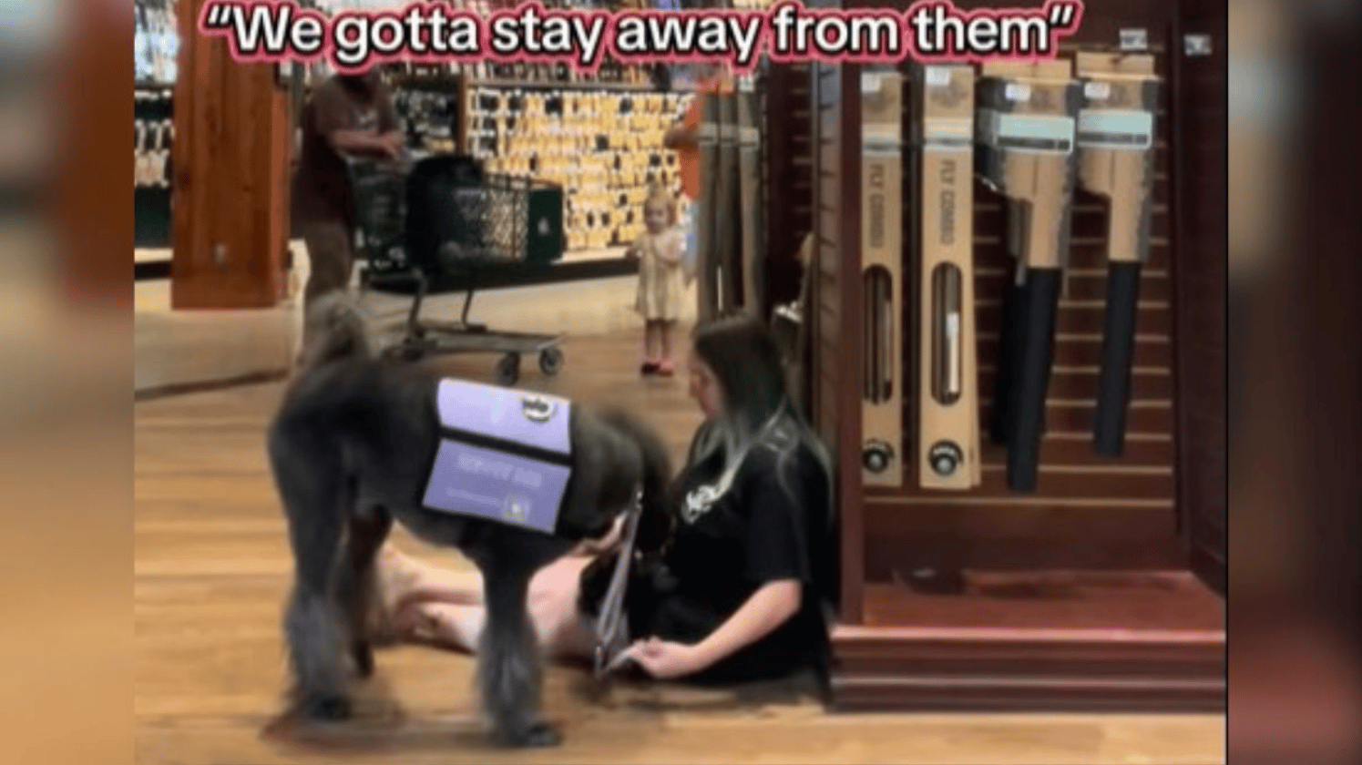 Image shows a service dog in training in the foreground with a father a daughter in the background as the dad is teaching his child about service dogs.