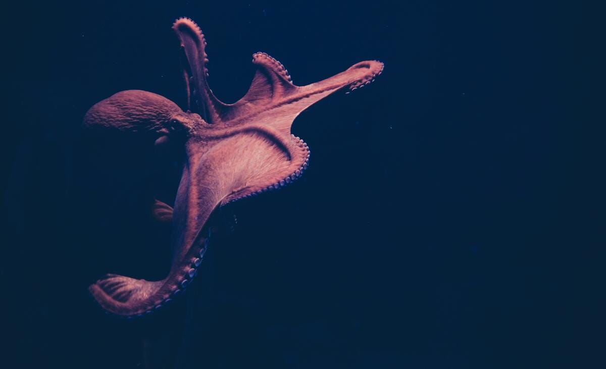 Octopus