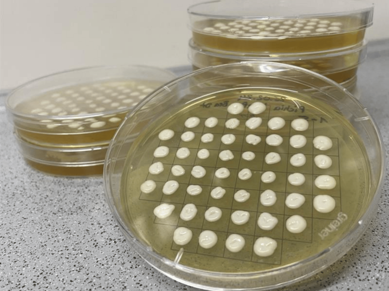 Honey-like protein that's 10,000x sweeter than sugar