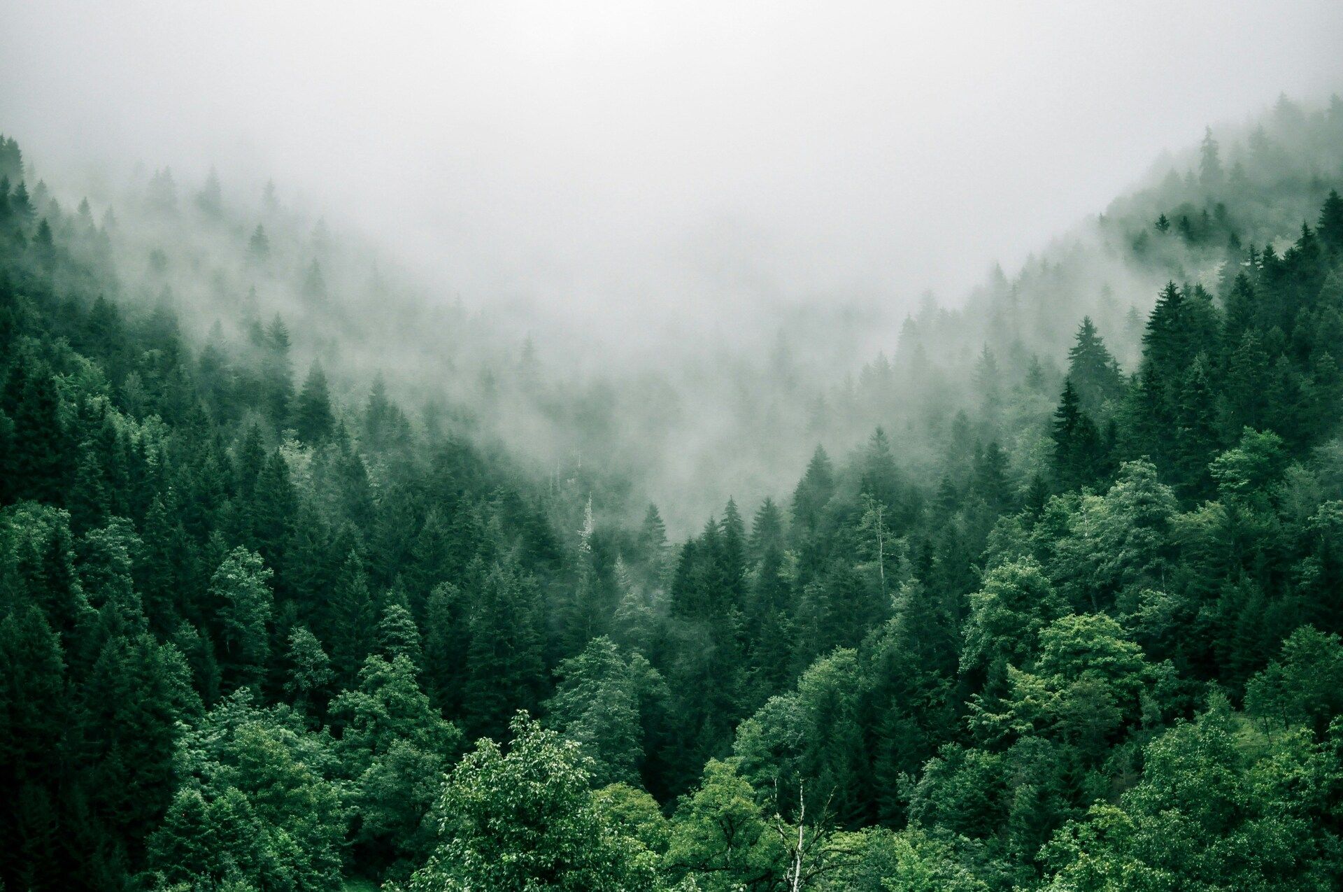 photograph of green treetops. a thick mist hangs over the trees,
