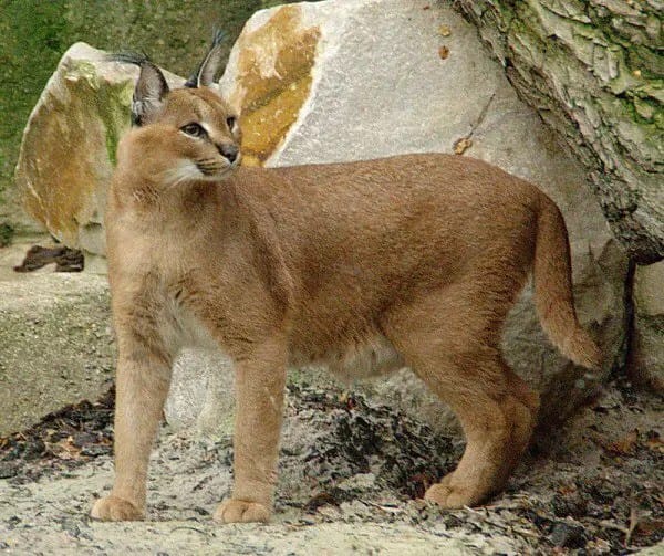 caracal-600x503