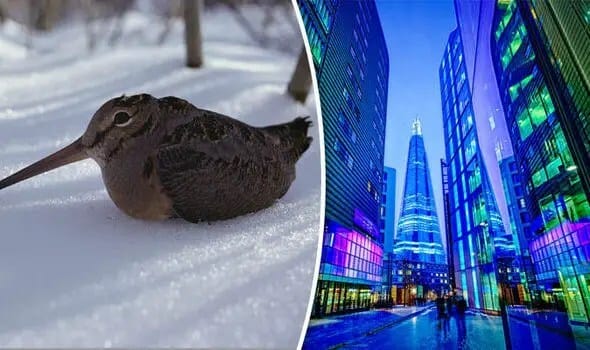 woodcock-and-a-view-of-the-shard-732071
