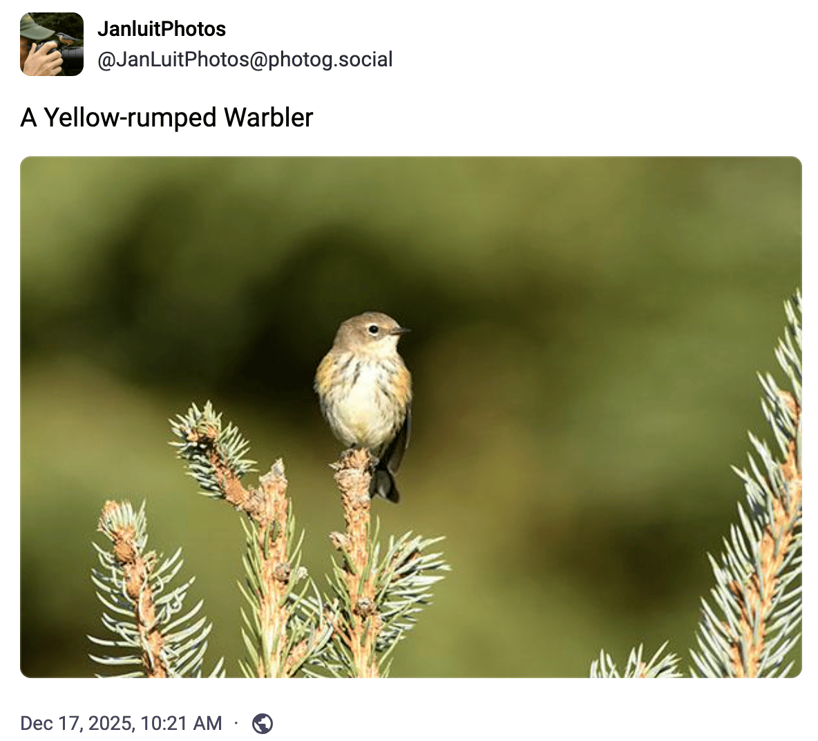 A Yellow-rumped Warbler