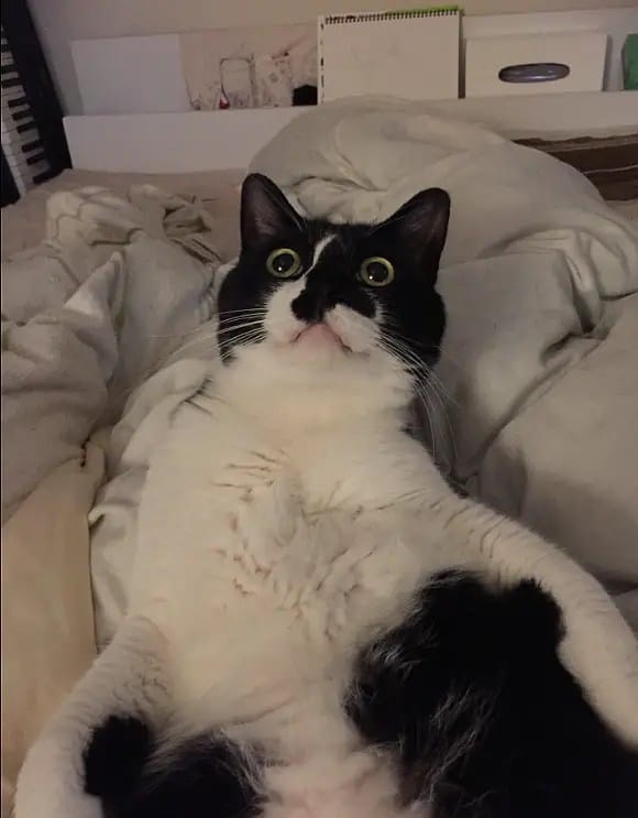 cat-scare-6
