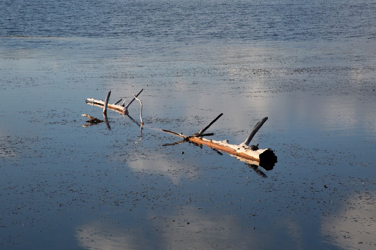 A log floats in a lake reflecting a blue sky with big clouds.