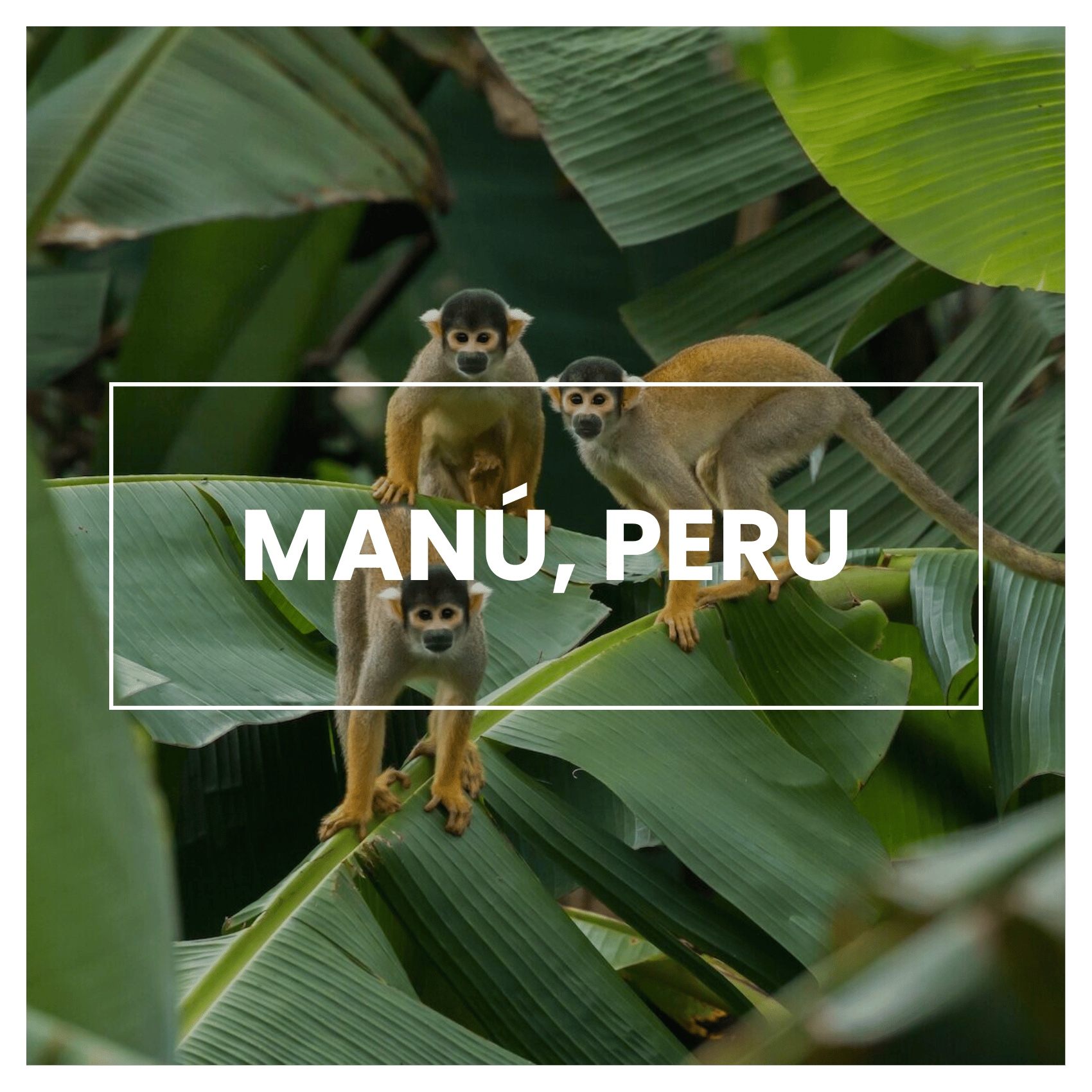 National Parks to Visit in 2026: Manú, Peru