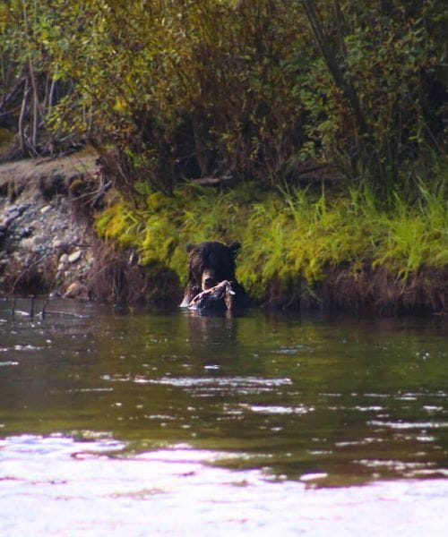 bear swimming in a lake