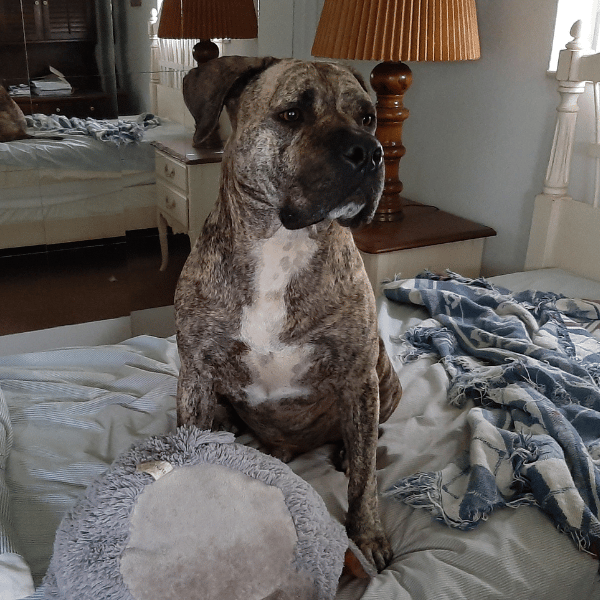 Buddy