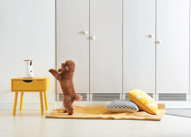 Furbo - Dog Sitter connected camera