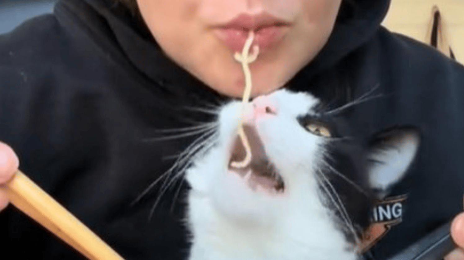 Muna the tuxedo cat loves stealing noodles.