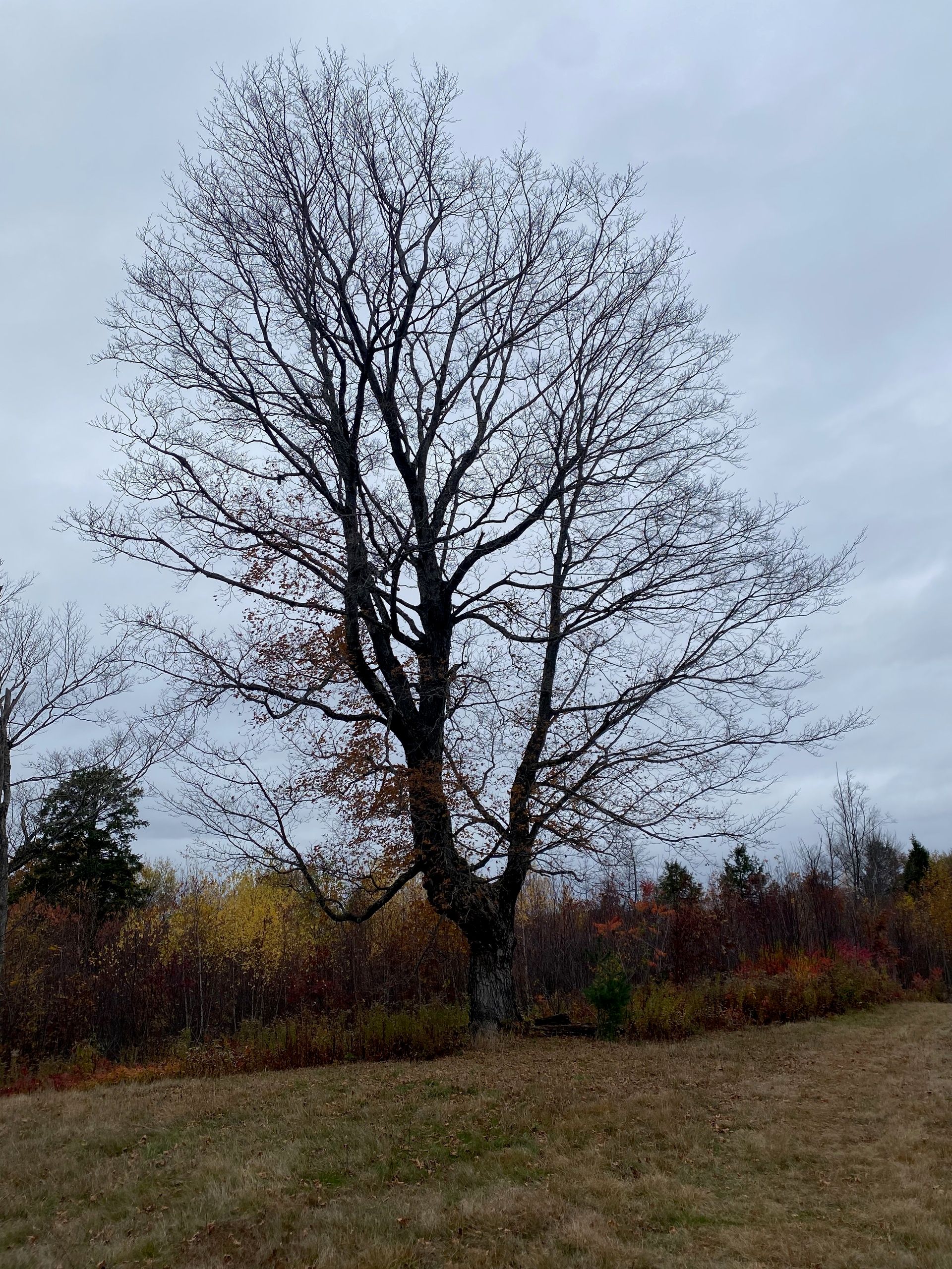 A tall sugar maple, bare of leaves, at the edge of a field against a cloudy sky. 