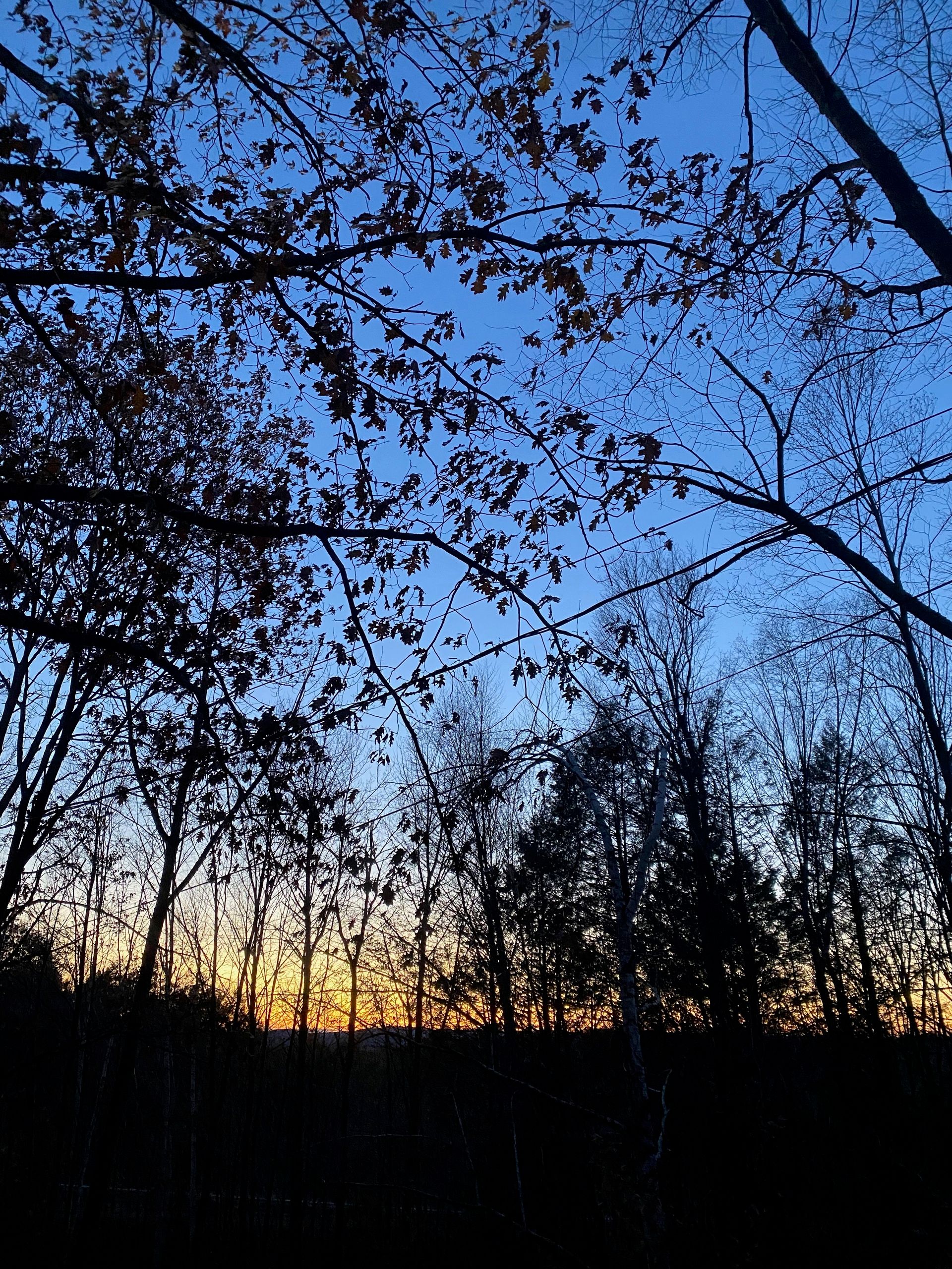 The horizon just after sunset, the sky a deep blue, the hills and trees dark, and a band of gold on the horizon.